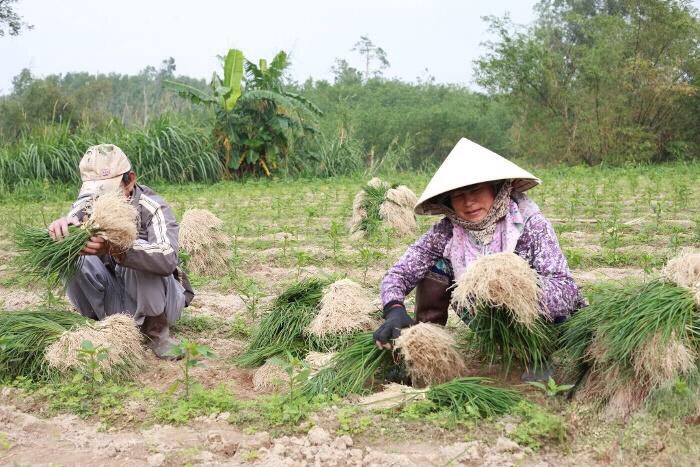 Hình nhỏ
