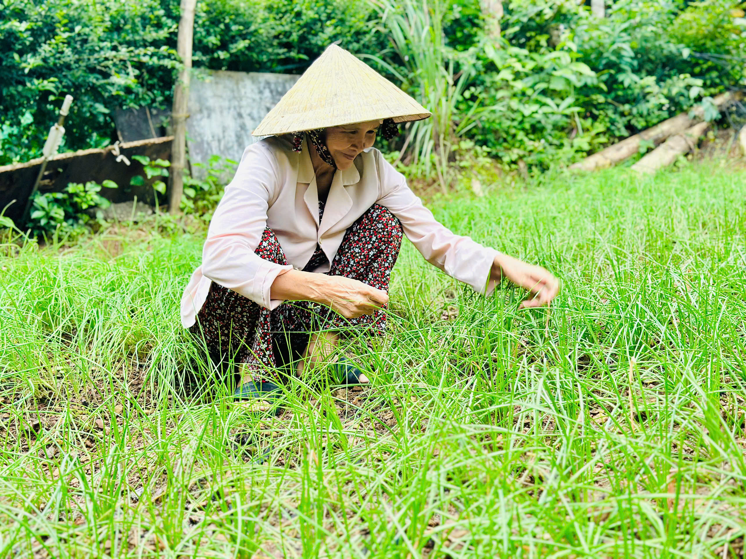 Hình nhỏ