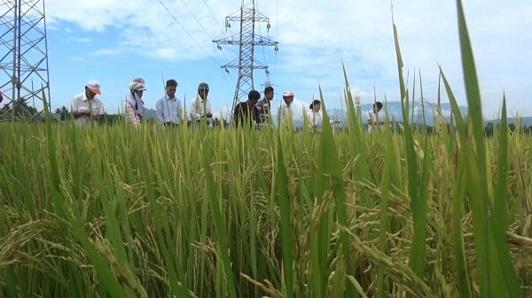Hình nhỏ