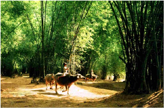 Hình nhỏ