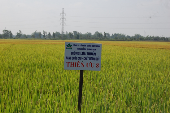 Hình nhỏ
