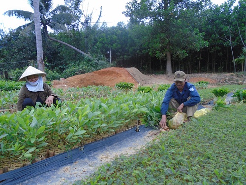 Hình nhỏ